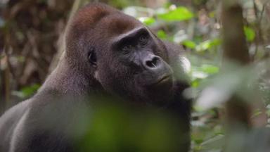 África: El Corazón Salvaje de la Tierra 1x2